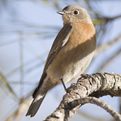western_bluebird_ female_niehius.jpg western_bluebird_ female_niehius.jpg